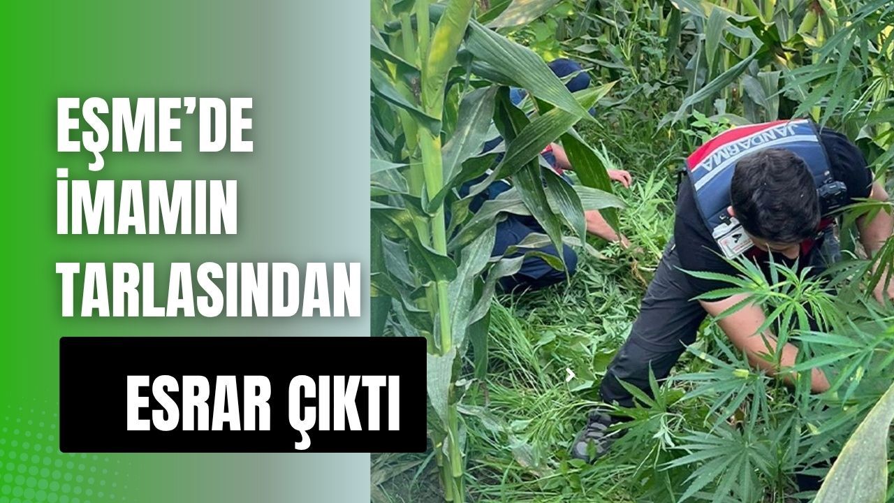 Eşme’de İmamın Tarlasından Esrar Çıktı