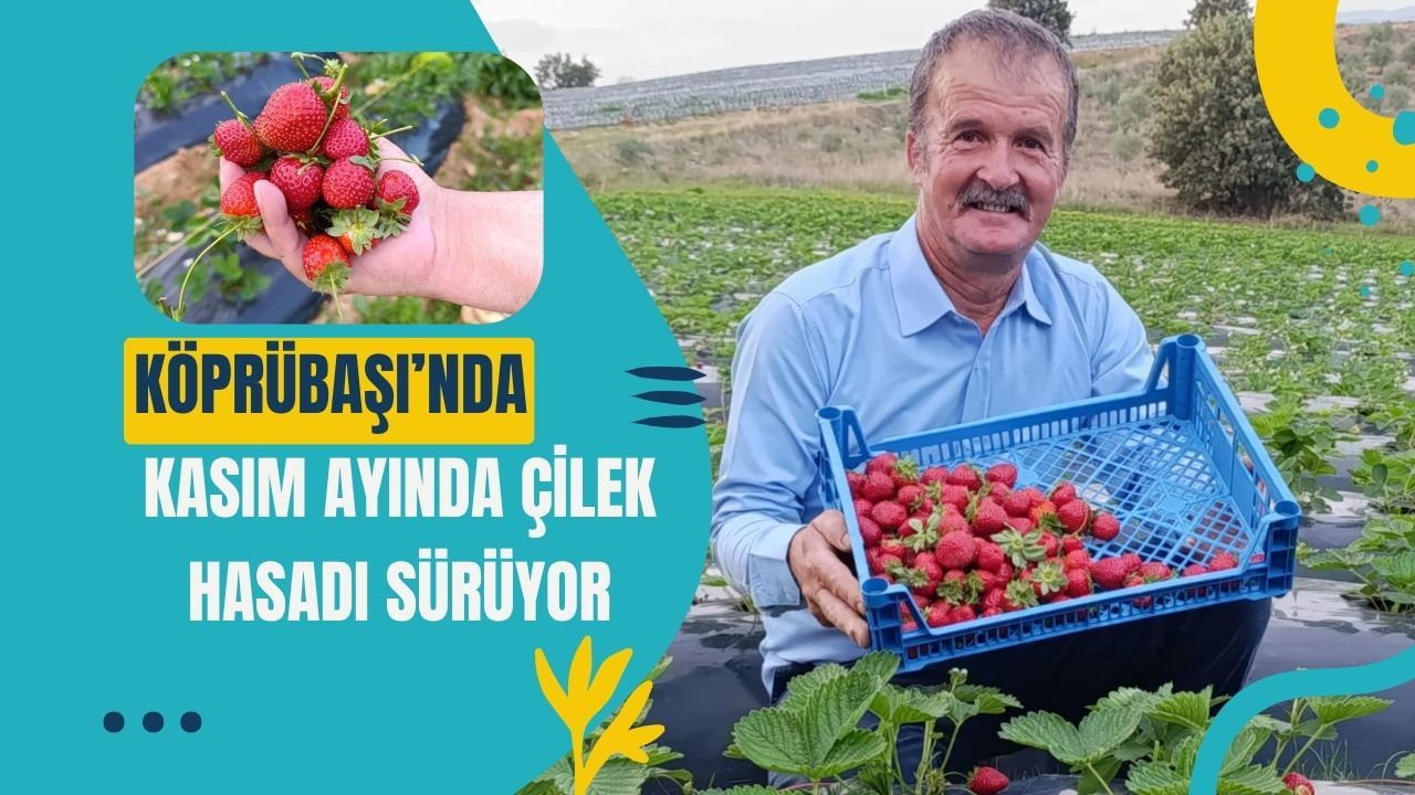 Köprübaşı’nda Kasım Ayında Çilek Hasadı Sürüyor