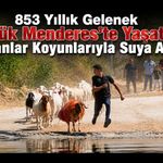 853 Yıllık Gelenek Büyük Menderes’te Yaşatıldı, Çobanlar Koyunlarıyla Suya Atladı