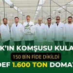 Uşak’ın Komşusu Kula’da 150 Bin Fide Dikildi, Hedef 1.600 Ton Domates