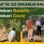 Uşak’ta 125 Dekarlık Bahçe! 60 Dekarı Badem, 65 Dekarı Ceviz