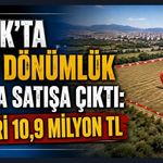 Uşak’ta 13,6 Dönümlük Tarla Satışa Çıktı: Değeri 10,9 Milyon TL