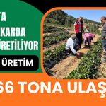 Uşak’ta 346 Dekarda Çilek Üretiliyor, Yıllık Üretim 666 Tona Ulaştı