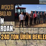 Uşak’ta Ayçiçeği Hasadı Başladı, 22 Bin Dekardan 2 Bin 240 Ton Ürün Bekleniyor