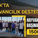 Uşak’ta Hayvancılık Desteği, Hayvan Başına Aylık 1500 TL
