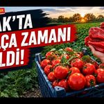 Uşak’ta Salça Zamanı Geldi! Sivaslı’nın Domates ve Biberleri Pazara Çıktı