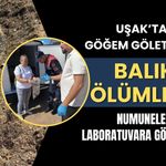 Uşak’ta Göğem Göleti’nde Balık Ölümleri! Numuneler Laboratuvara Gönderildi