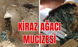 KİRAZ AĞACI MUCİZESİ