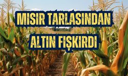 MISIR TARLASINDAN ALTIN FIŞKIRDI