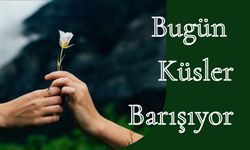 Bugün Küsler Barışıyor