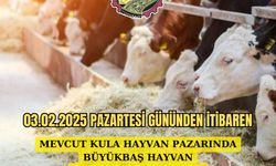 Büyükbaş Hayvan Satışı Başlıyor