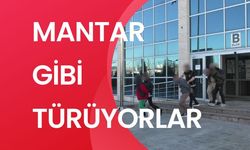 MANTAR GİBİ TÜRÜYORLAR