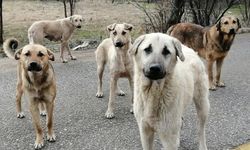 Köpeği olan vatandaşlara uyarı: Bu 3 şeyi bilmeleri gerek