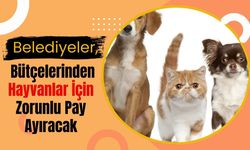 Belediyeler, bütçelerinden hayvanlar için zorunlu pay ayıracak.