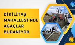 Dikilitaş Mahallesi'nde Ağaçlar Budanıyor