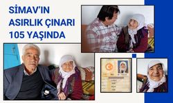 SİMAV’IN ASIRLIK ÇINARI 105 YAŞINDA