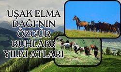 UŞAK ELMA DAĞI’NIN ÖZGÜR RUHLARI: YILKI ATLARI