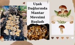 Uşak Dağlarında Mantar Mevsimi Başladı: Doğaseverler Sepetlerini Kaptı, Ormana Koştu