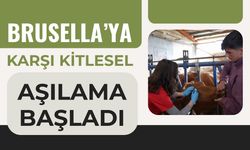 Brusella’ya Karşı Kitlesel Aşılama Başladı