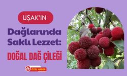 Uşak’ın Dağlarında Saklı Lezzet: Doğal Dağ Çileği