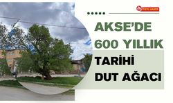 AKSE’DE 600 YILLIK TARİHİ DUT AĞACI