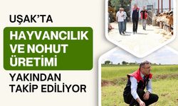 Uşak’ta Hayvancılık ve Nohut Üretimi Yakından Takip Ediliyor