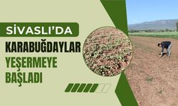 Sivaslı’da Karabuğdaylar Yeşermeye Başladı