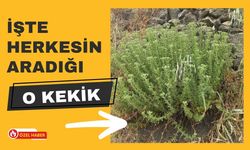 İşte herkesin aradığı o kekik