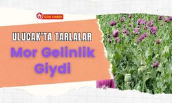 Ulucak’ta Tarlalar Mor Gelinlik Giydi