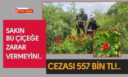 Sakın bu çiçeğe zarar vermeyin!.. Cezası 557 Bin TL!..