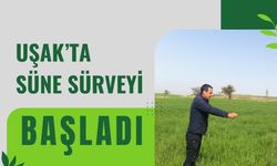 Uşak’ta Süne Sürveyi Başladı