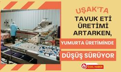 Uşak’ta Tavuk Eti Üretimi Artarken, Yumurta Üretiminde Düşüş Sürüyor