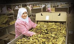 Türk çiftçisi üretiyor, ihracatçı dünyanın dört bir tarafına ihraç ediyor