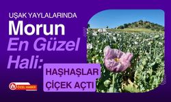 Uşak Yaylalarında Morun En Güzel Hali: Haşhaşlar Çiçek Açtı