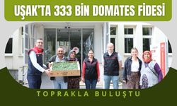 Uşak’ta 333 Bin Domates Fidesi Toprakla Buluştu