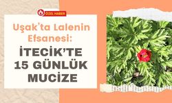 Uşak’ta Lalenin Efsanesi: İtecik’te 15 Günlük Mucize