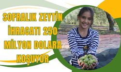 Sofralık zeytin ihracatı 250 milyon dolara koşuyor
