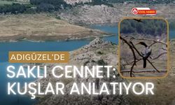 Adıgüzel’de Saklı Cennet: Kuşlar Anlatıyor