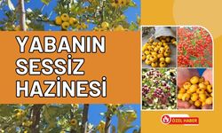 Yabanın Sessiz Hazinesi: Uşak Dağlarında Kendiliğinden Yetişen Şifa Deposu Alıç