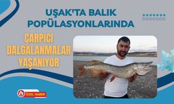 Uşak'ta Balık Popülasyonlarında Çarpıcı Dalgalanmalar Yaşanıyor