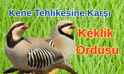 Kene Tehlikesine Karşı Keklik Ordusu