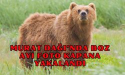MURAT DAĞI’NDA BOZ AYI FOTO KAPANA YAKALANDI
