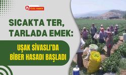 Sıcakta Ter, Tarlada Emek: Uşak Sivaslı’da Biber Hasadı Başladı