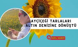 Uşak’ta Sarı Yaz Başladı: Ayçiçeği Tarlaları Altın Denizine Dönüştü