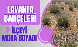 Lavanta Bahçeleri İlçeyi Mora Boyadı