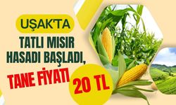 Uşak'ta Tatlı Mısır Hasadı Başladı, Tane Fiyatı 20 TL