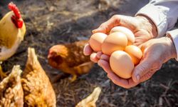 DFİF kesintisi kalktı, yumurta ihracatçısı rahatladı