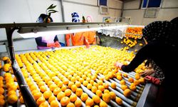 Ege Bölgesi Narenciye Rekoltesinde Yüzde 34’lük Azalış