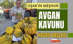 Uşak’ın Meşhur Avgan Kavunu Hasadı Başladı