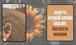 Uşak’ta Ayçiçeği Hasadı Başladı, Üreticiler Memnun